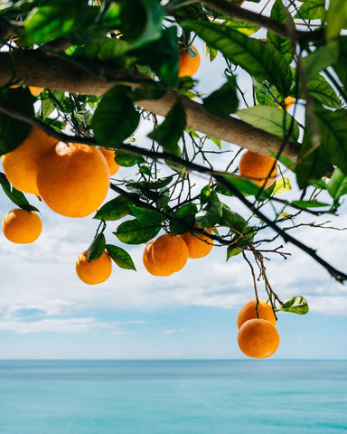 Amalfi Coast Oranges