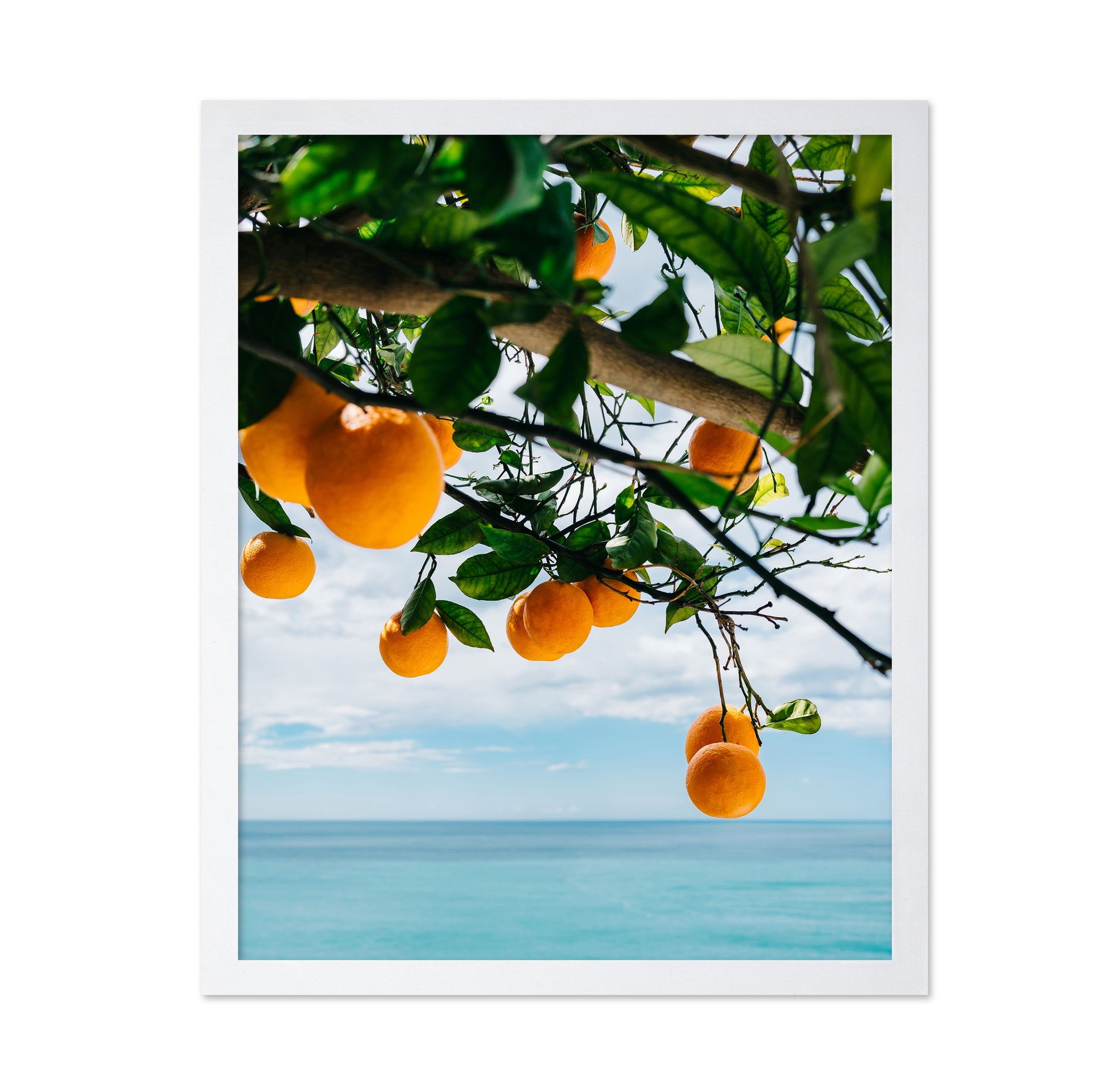 Amalfi Coast Oranges
