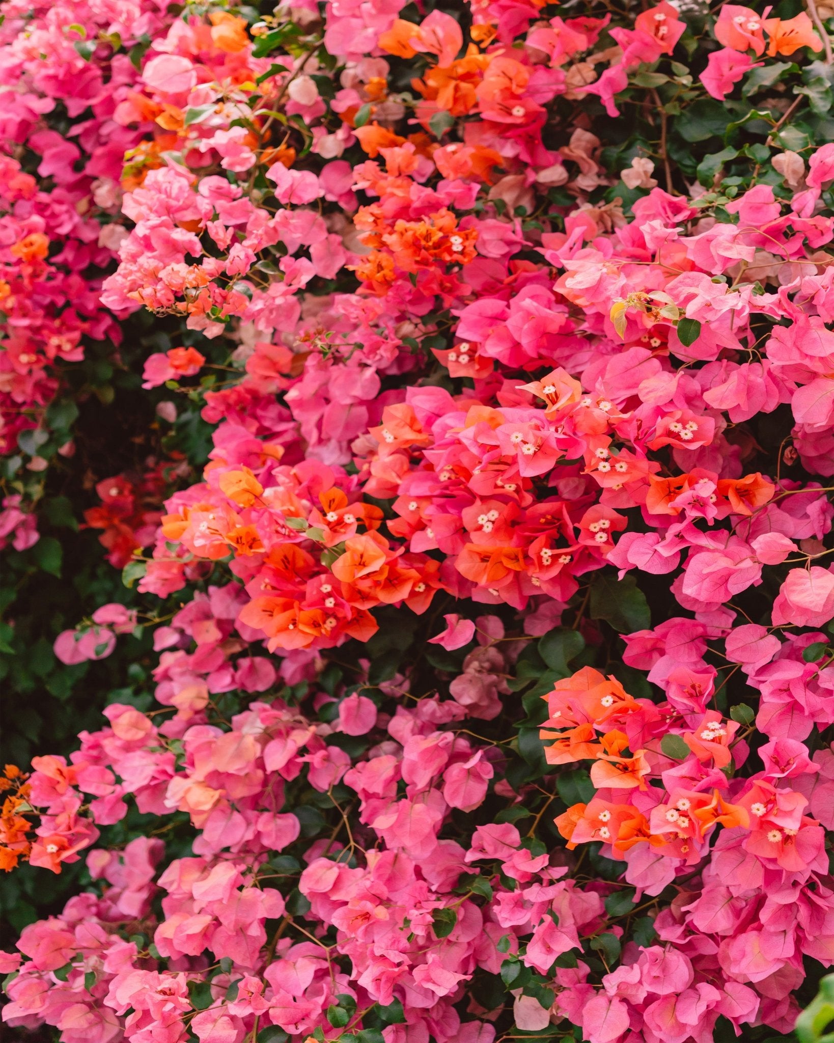 California Blooms