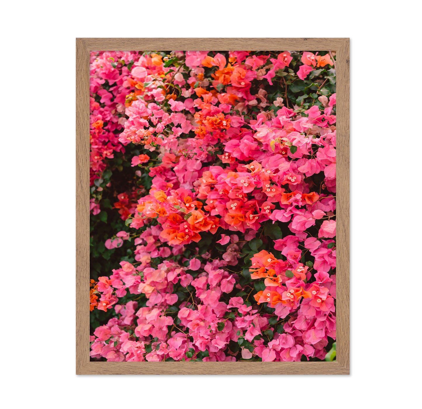 California Blooms