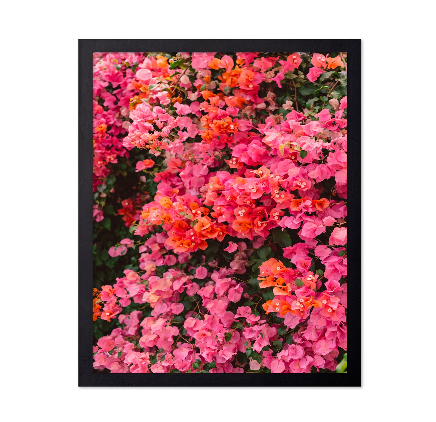 California Blooms