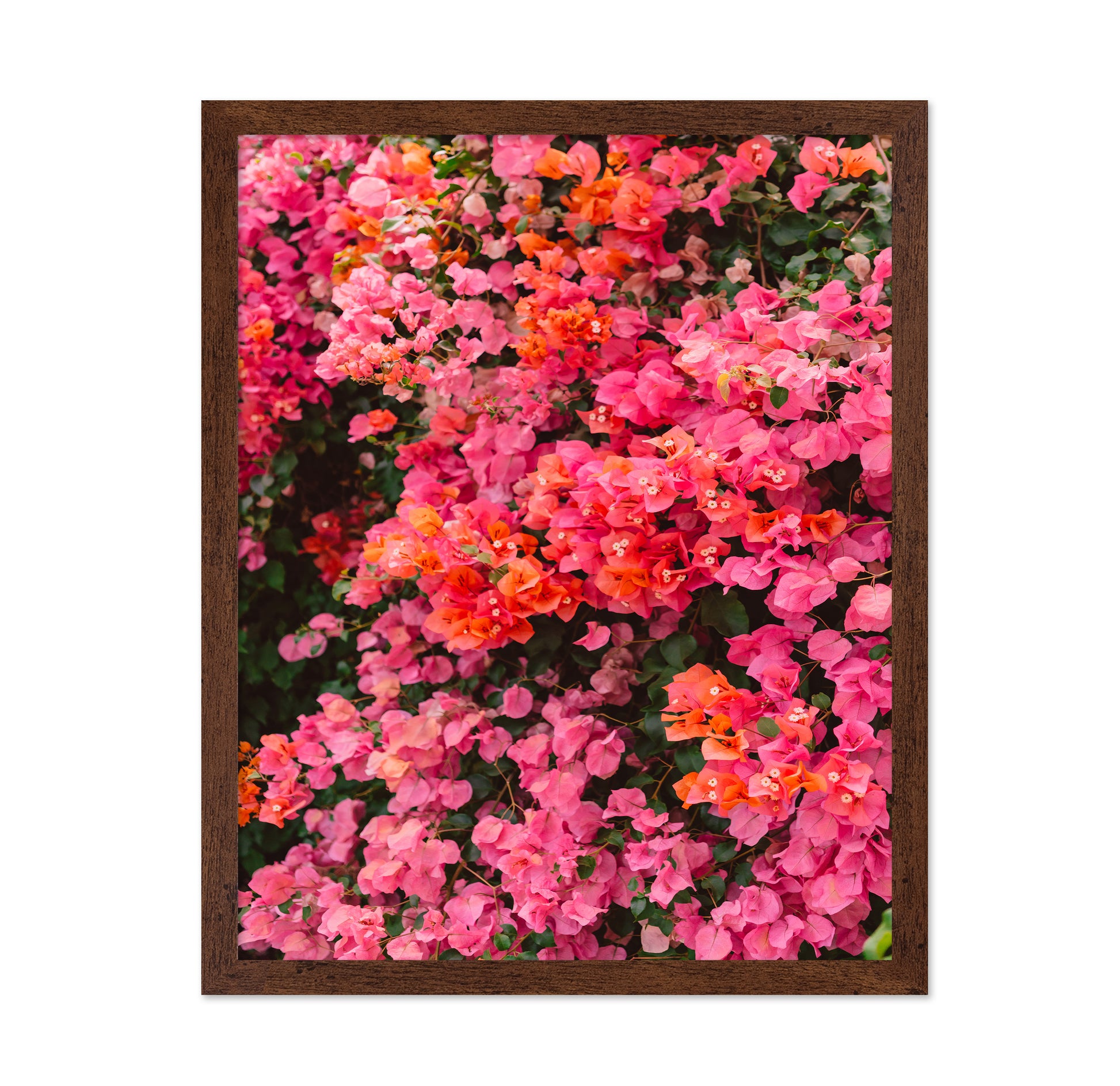 California Blooms