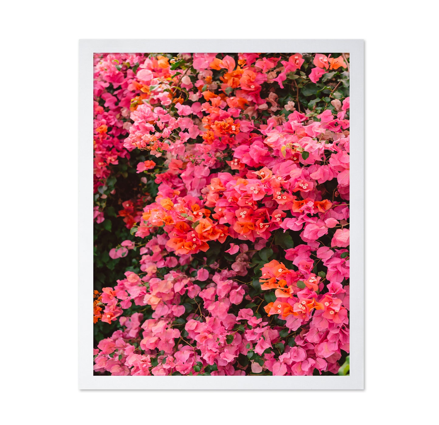 California Blooms