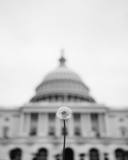 American Wishes