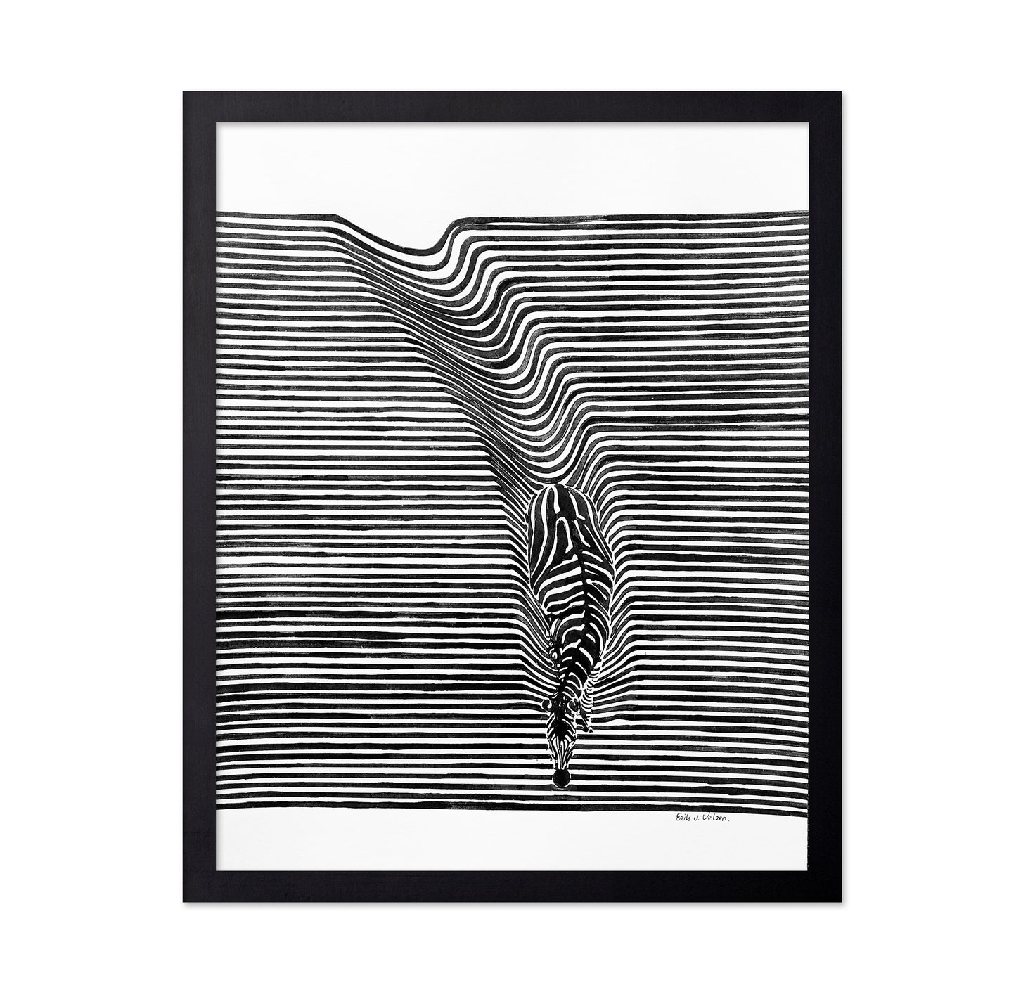 Zebra In Het Veld