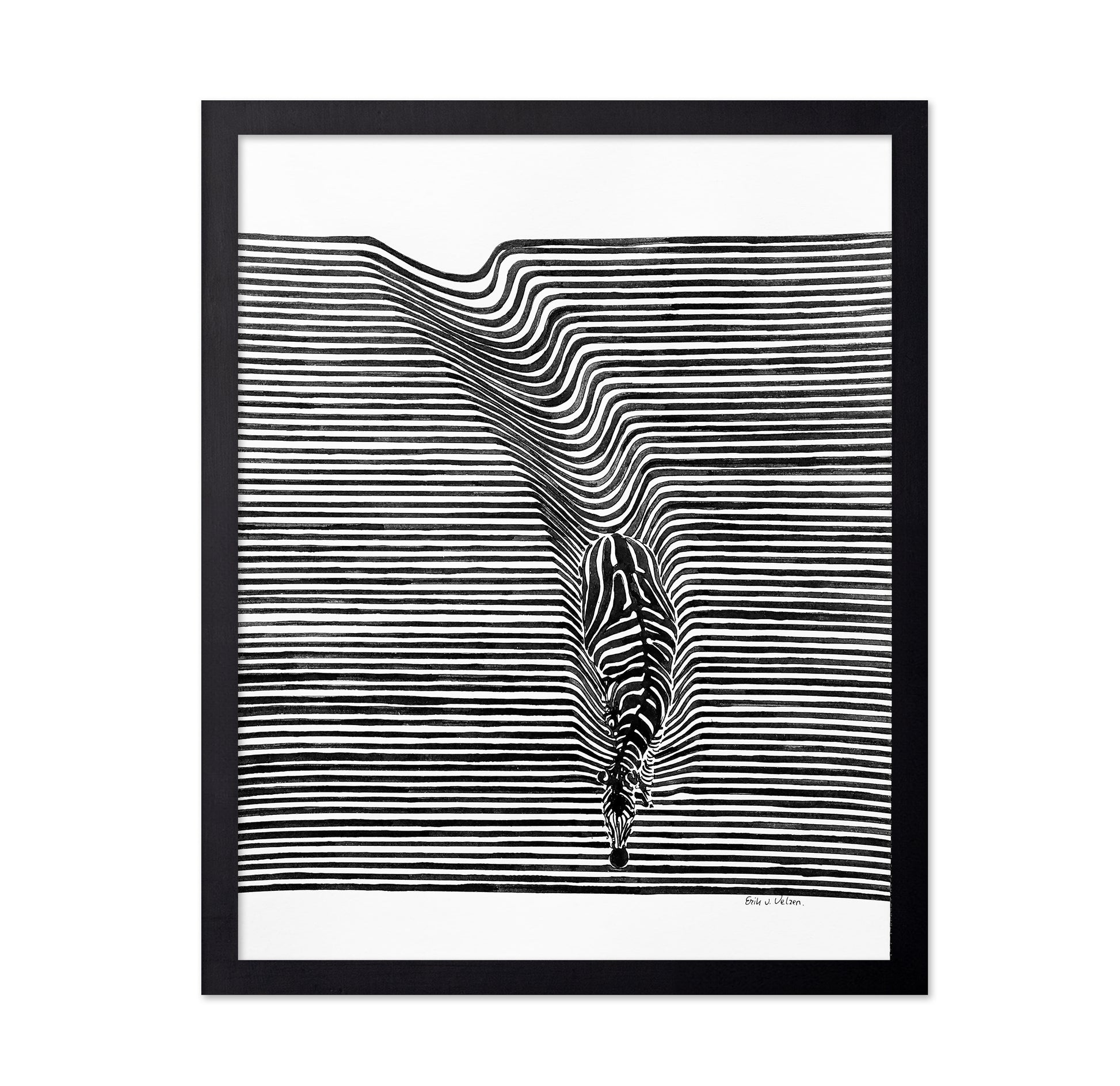 Zebra In Het Veld