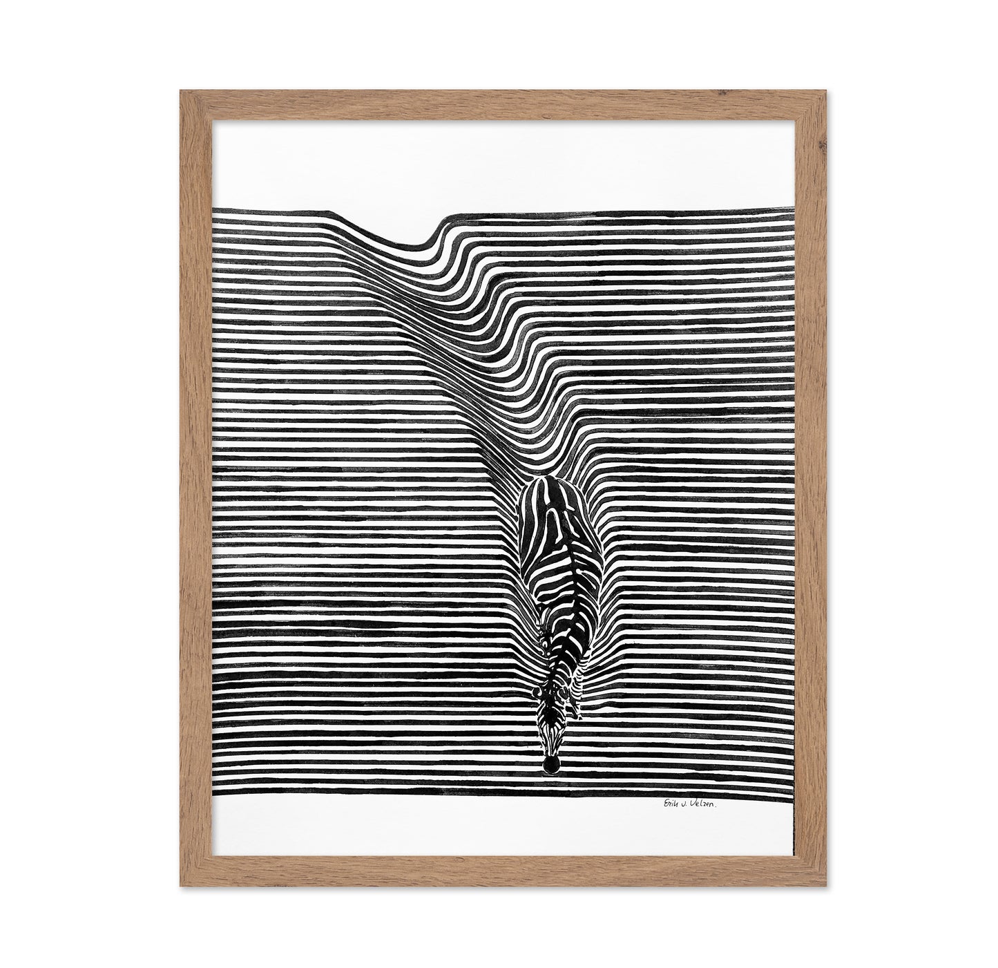 Zebra In Het Veld