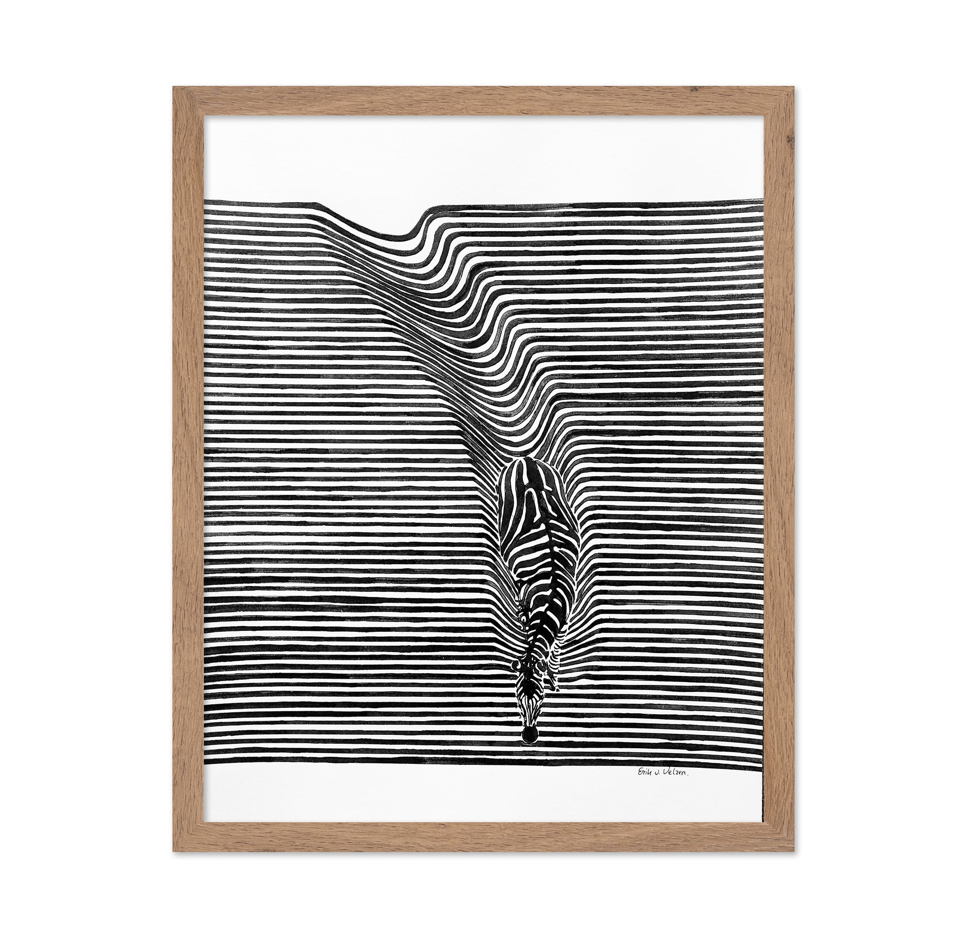 Zebra In Het Veld