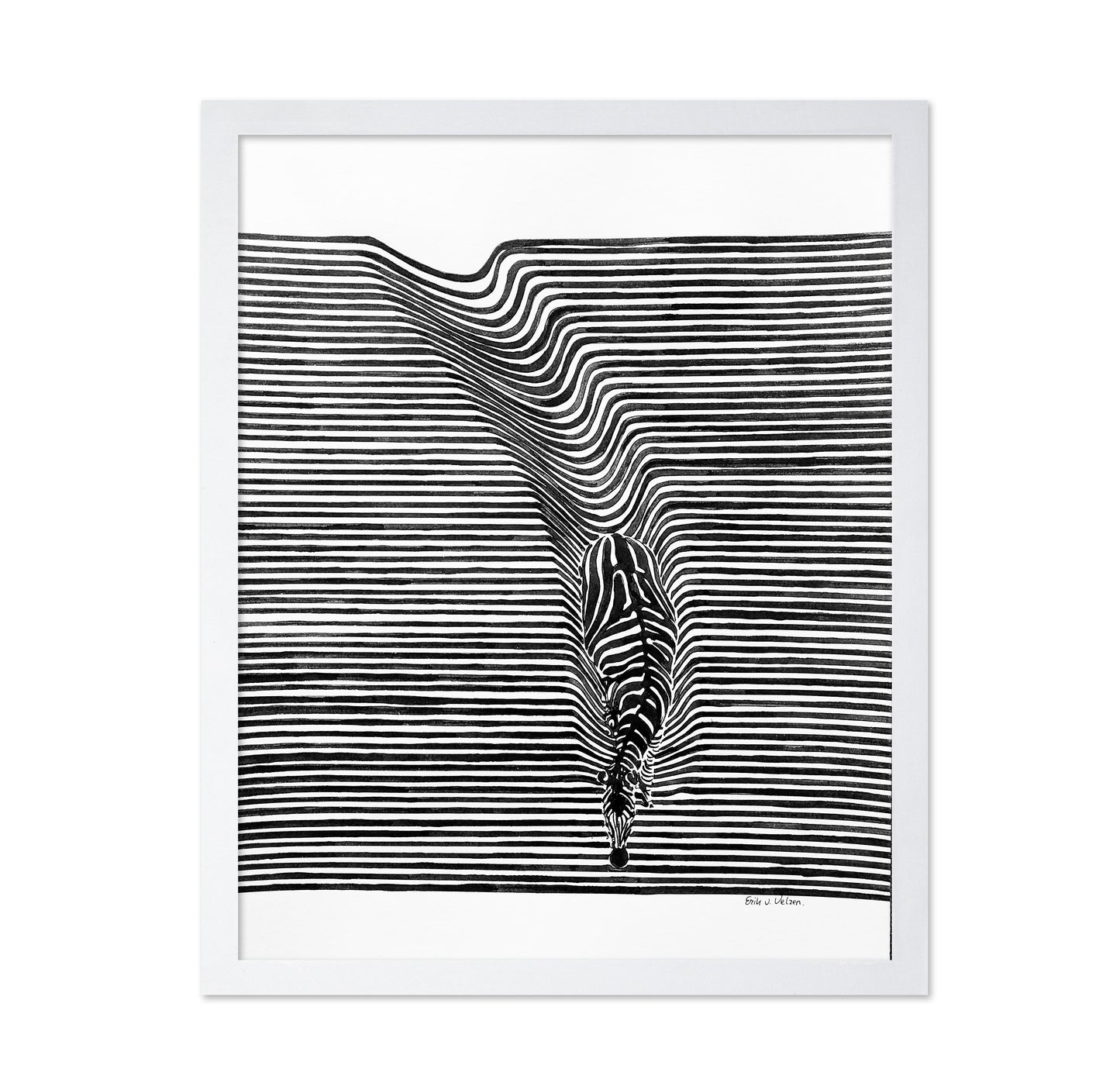 Zebra In Het Veld