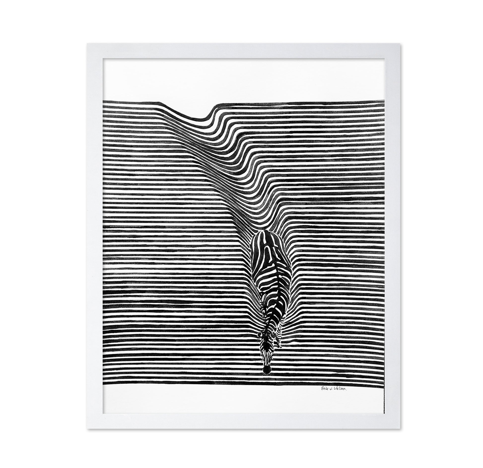 Zebra In Het Veld