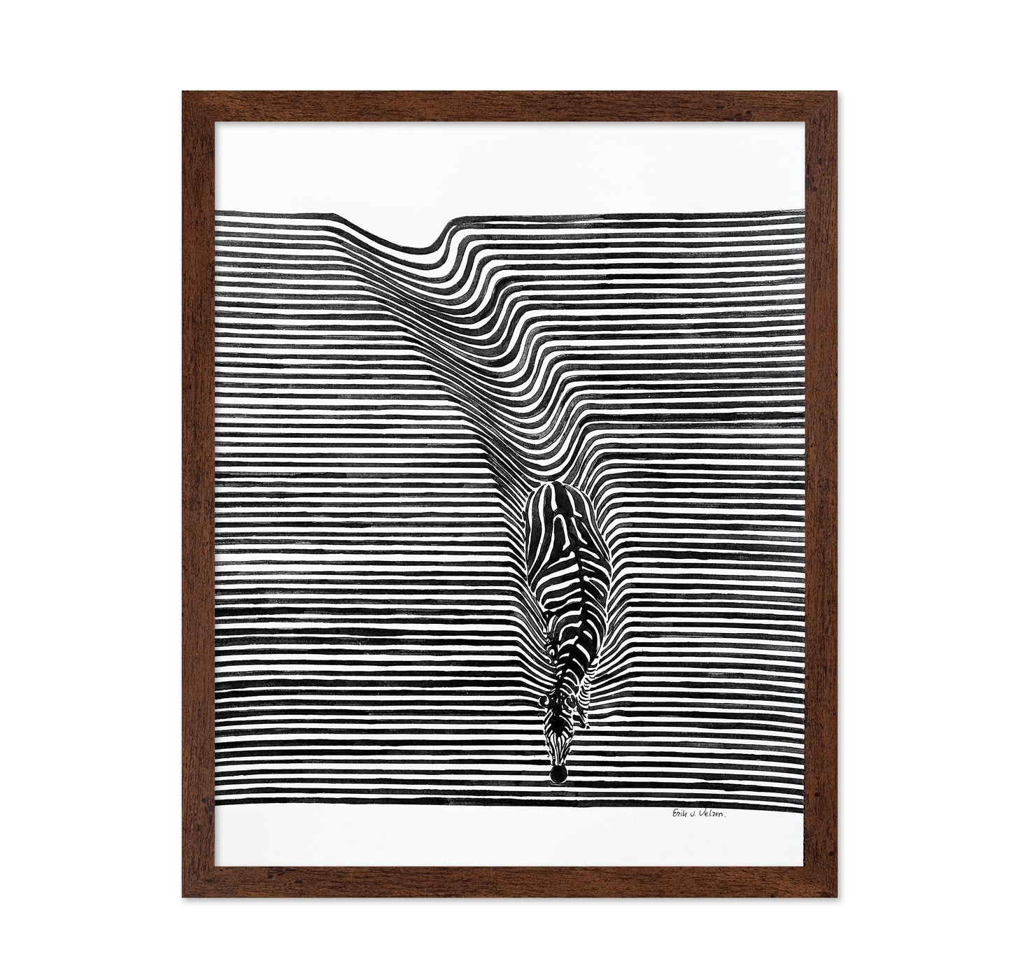 Zebra In Het Veld