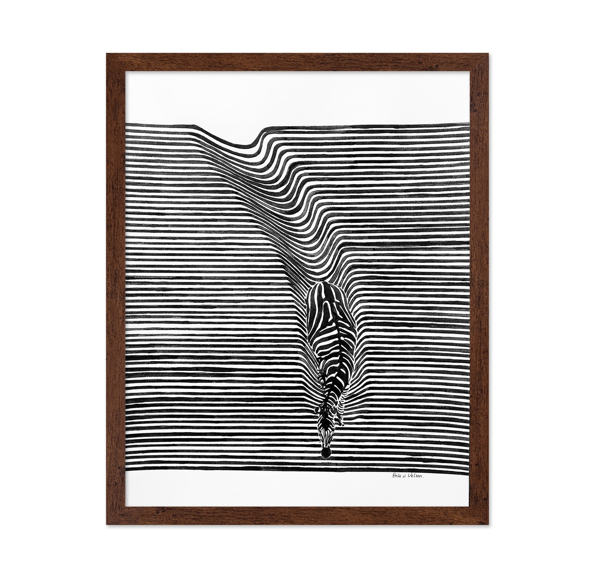 Zebra In Het Veld
