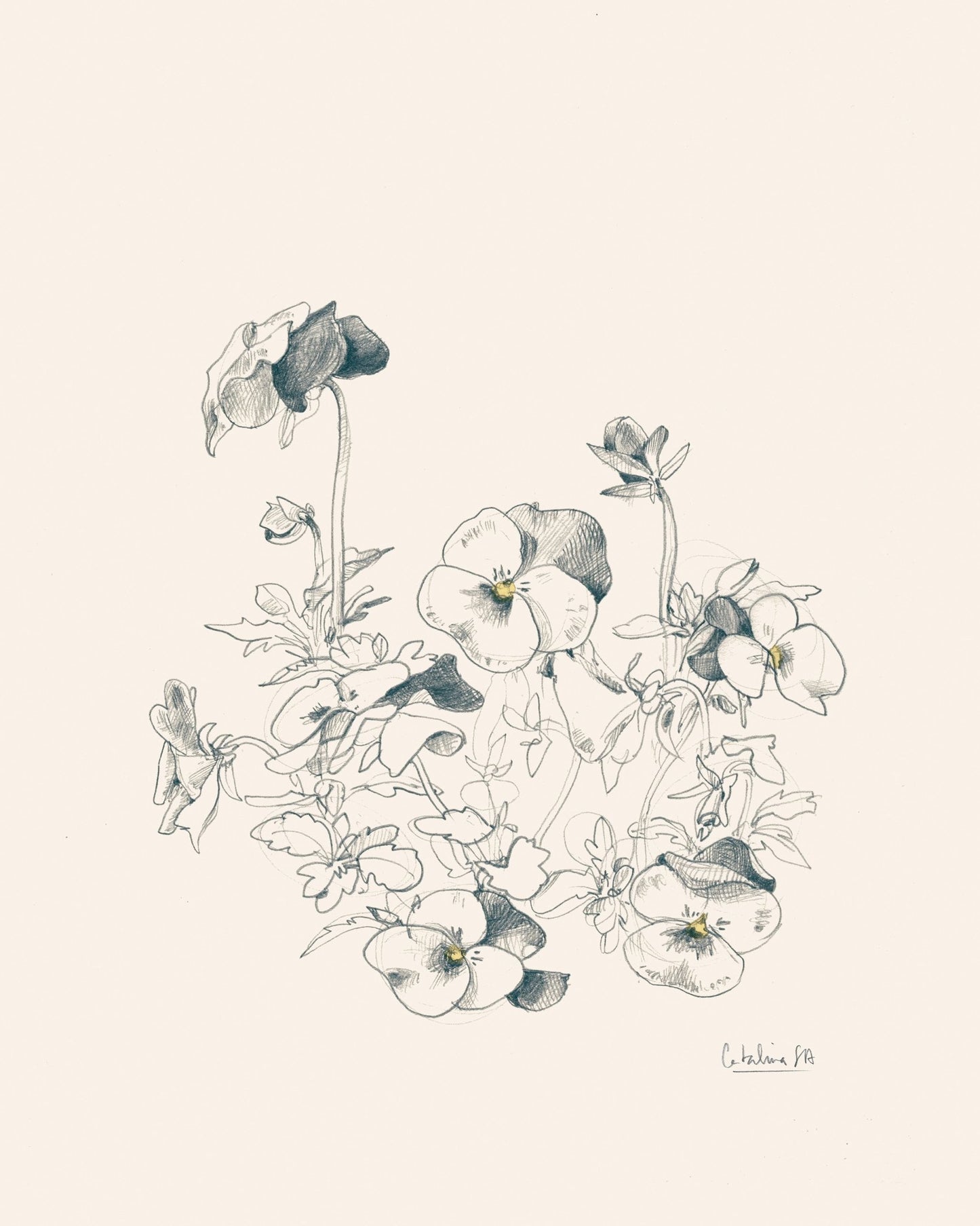 Pansies Pencil Drawing