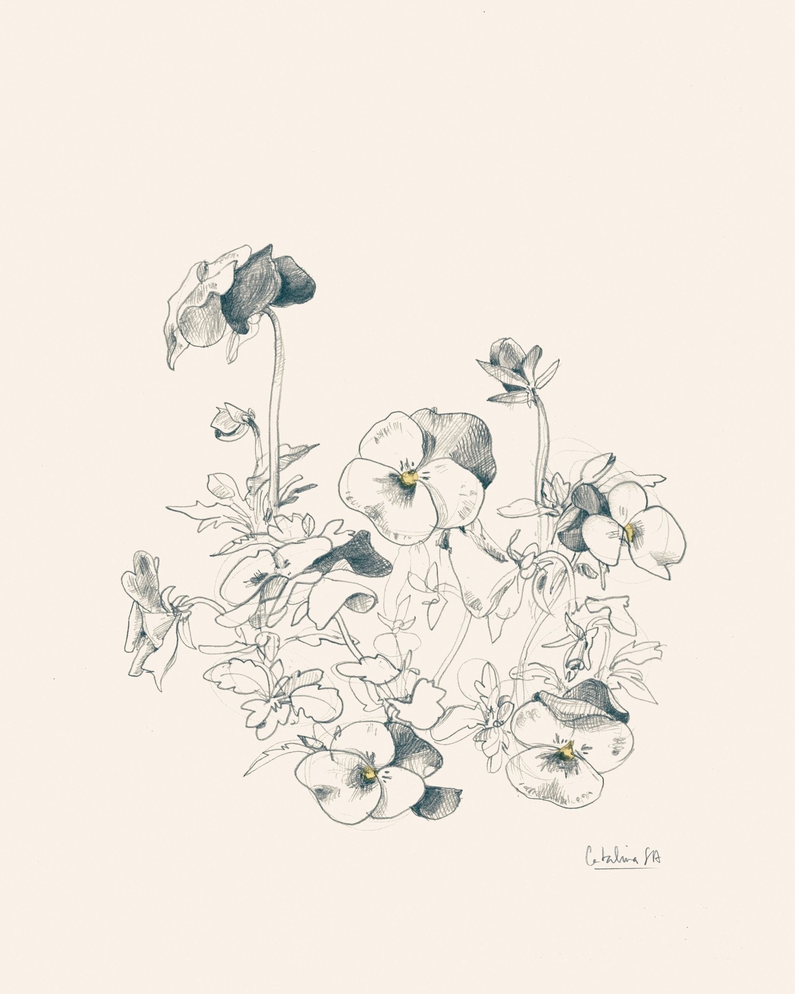 Pansies Pencil Drawing