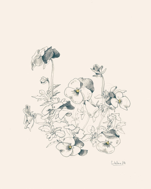 Pansies Pencil Drawing