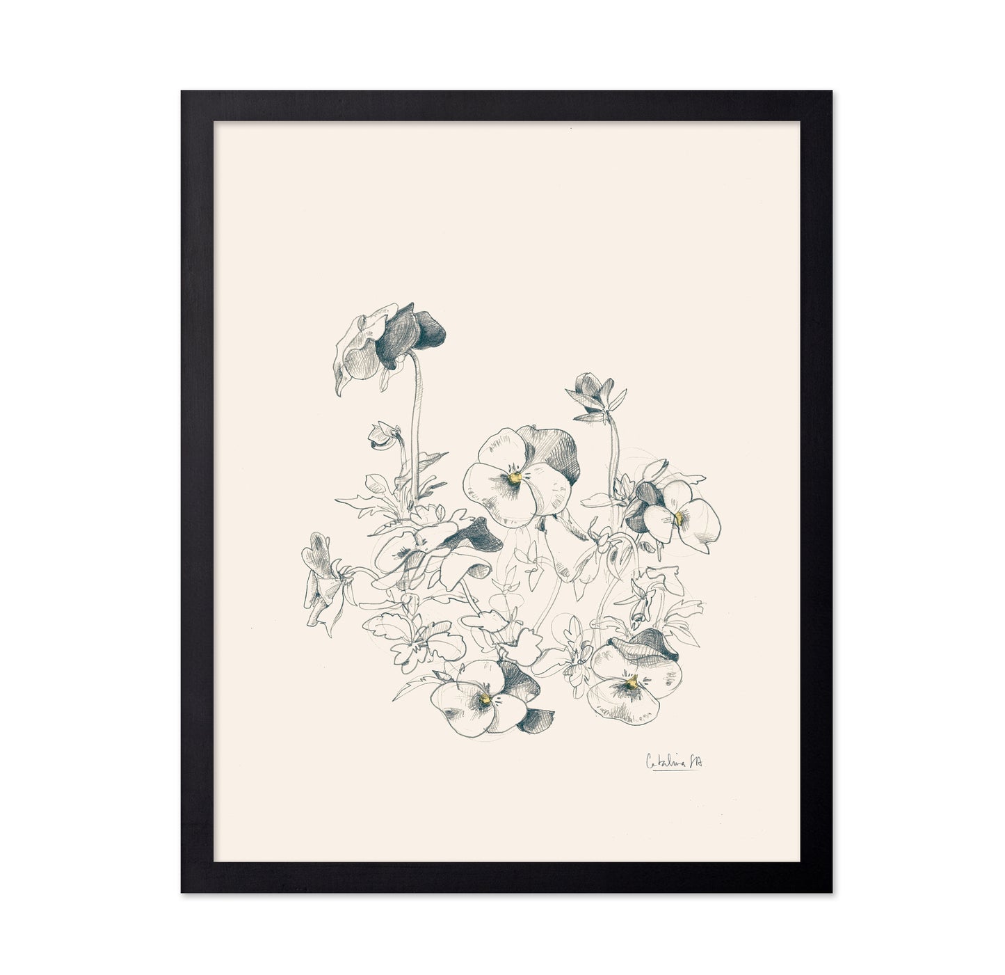 Pansies Pencil Drawing