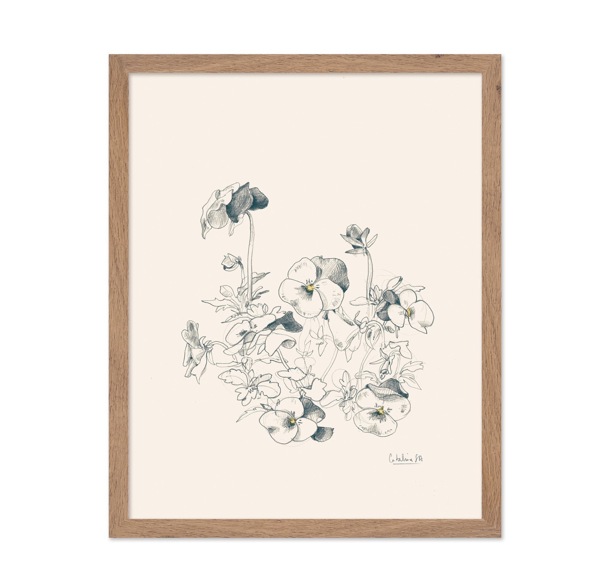Pansies Pencil Drawing