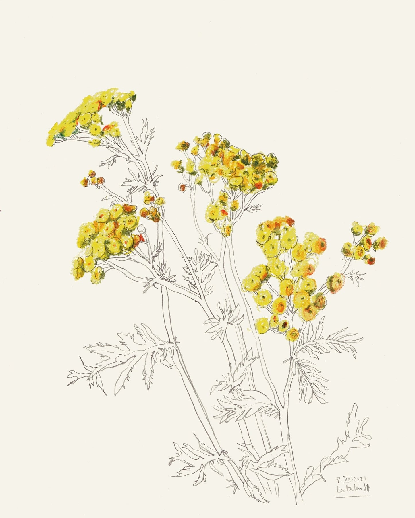 Yellow Yarrow