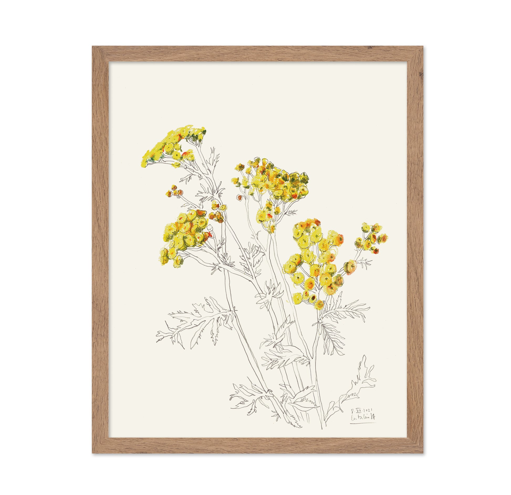 Yellow Yarrow