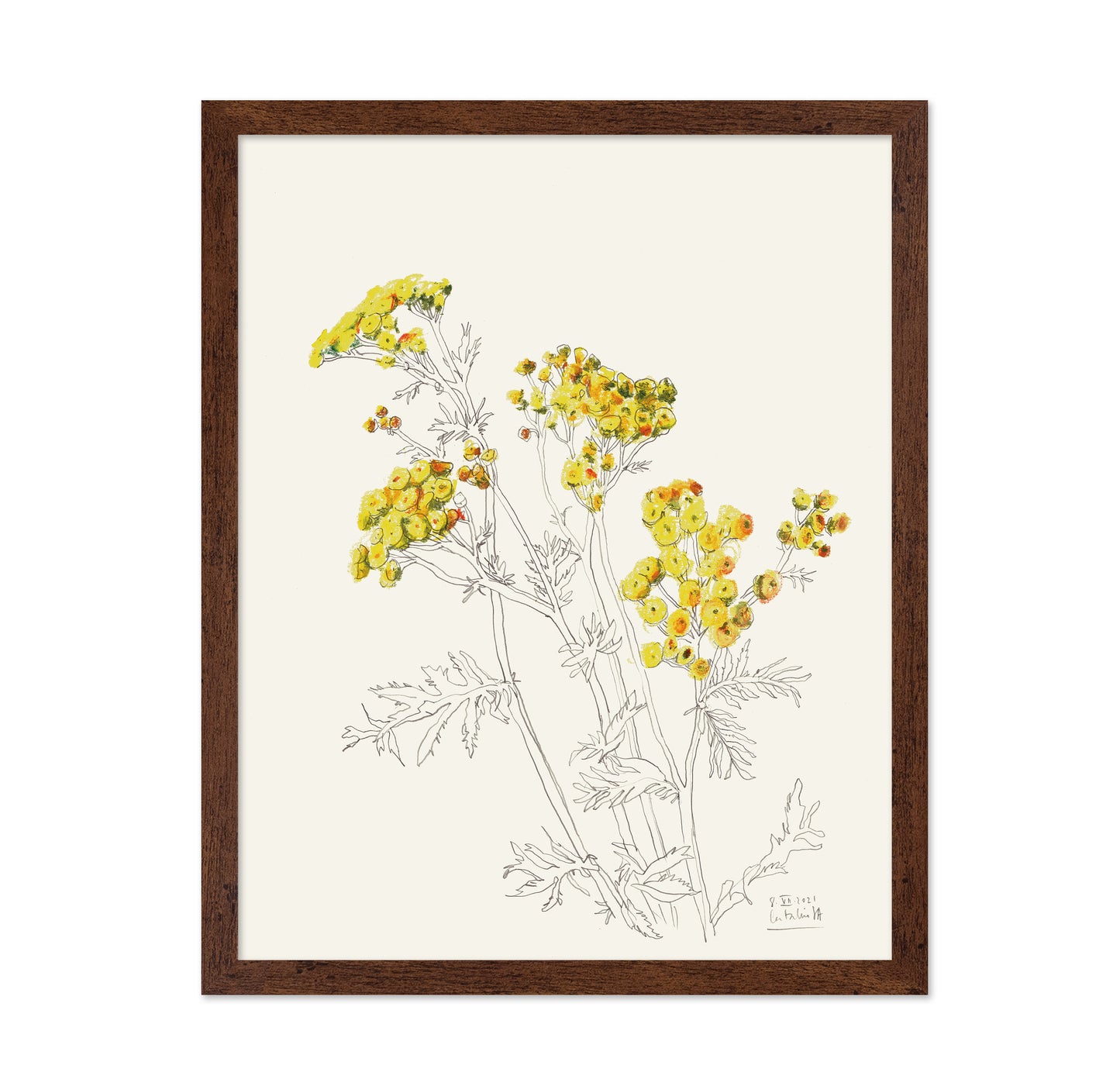 Yellow Yarrow