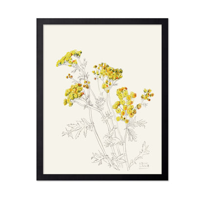 Yellow Yarrow