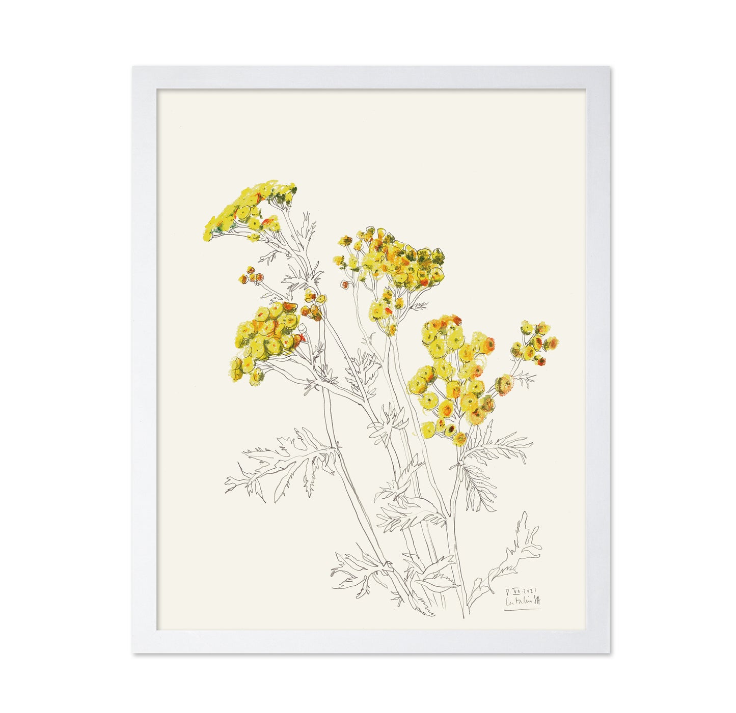 Yellow Yarrow