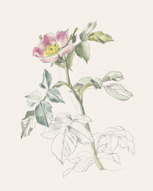 Wildrose Drawing
