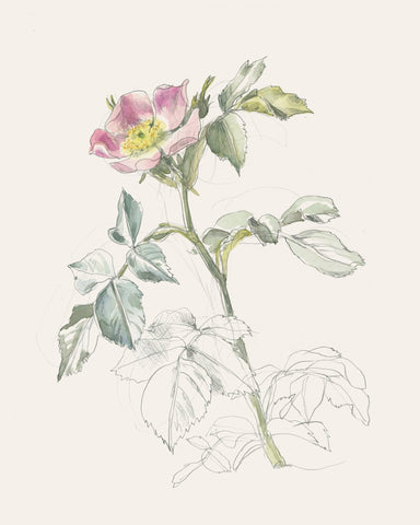 Wildrose Drawing