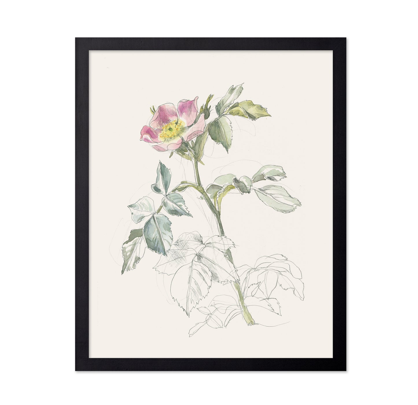 Wildrose Drawing