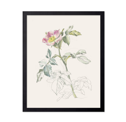 Wildrose Drawing