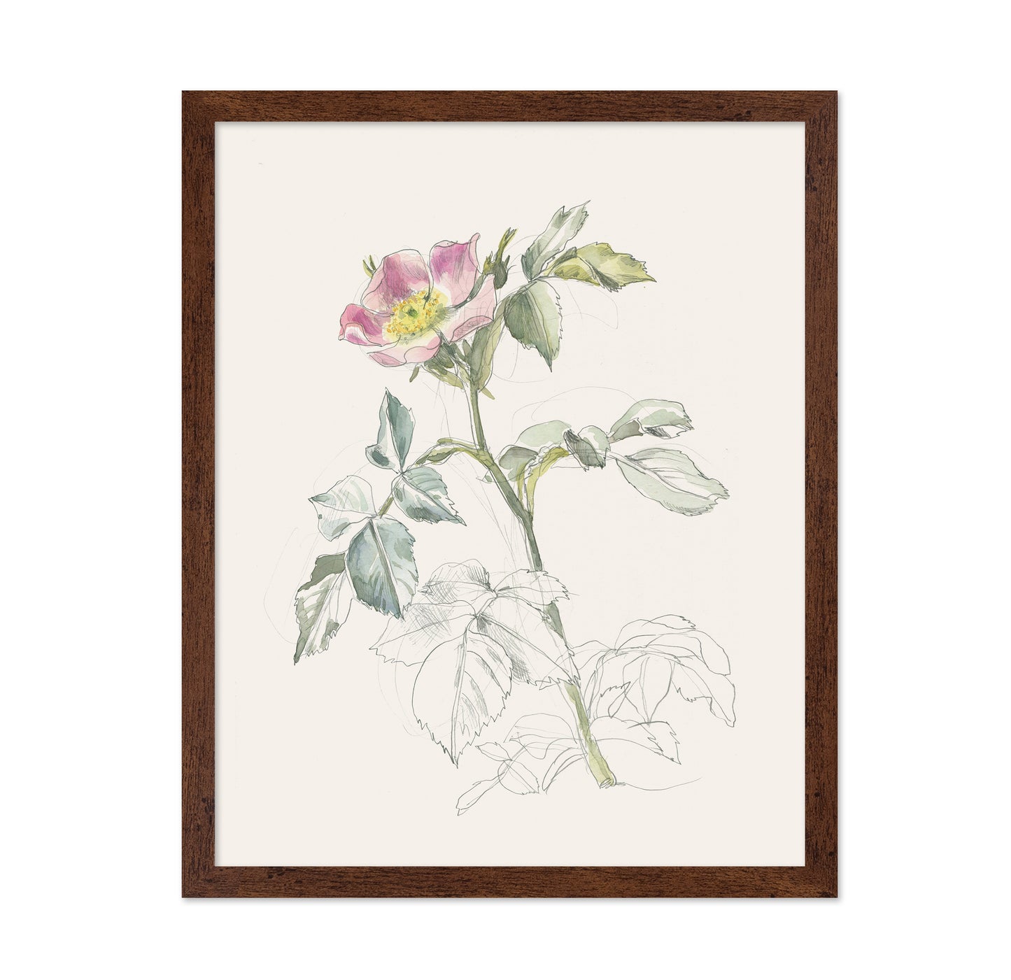 Wildrose Drawing