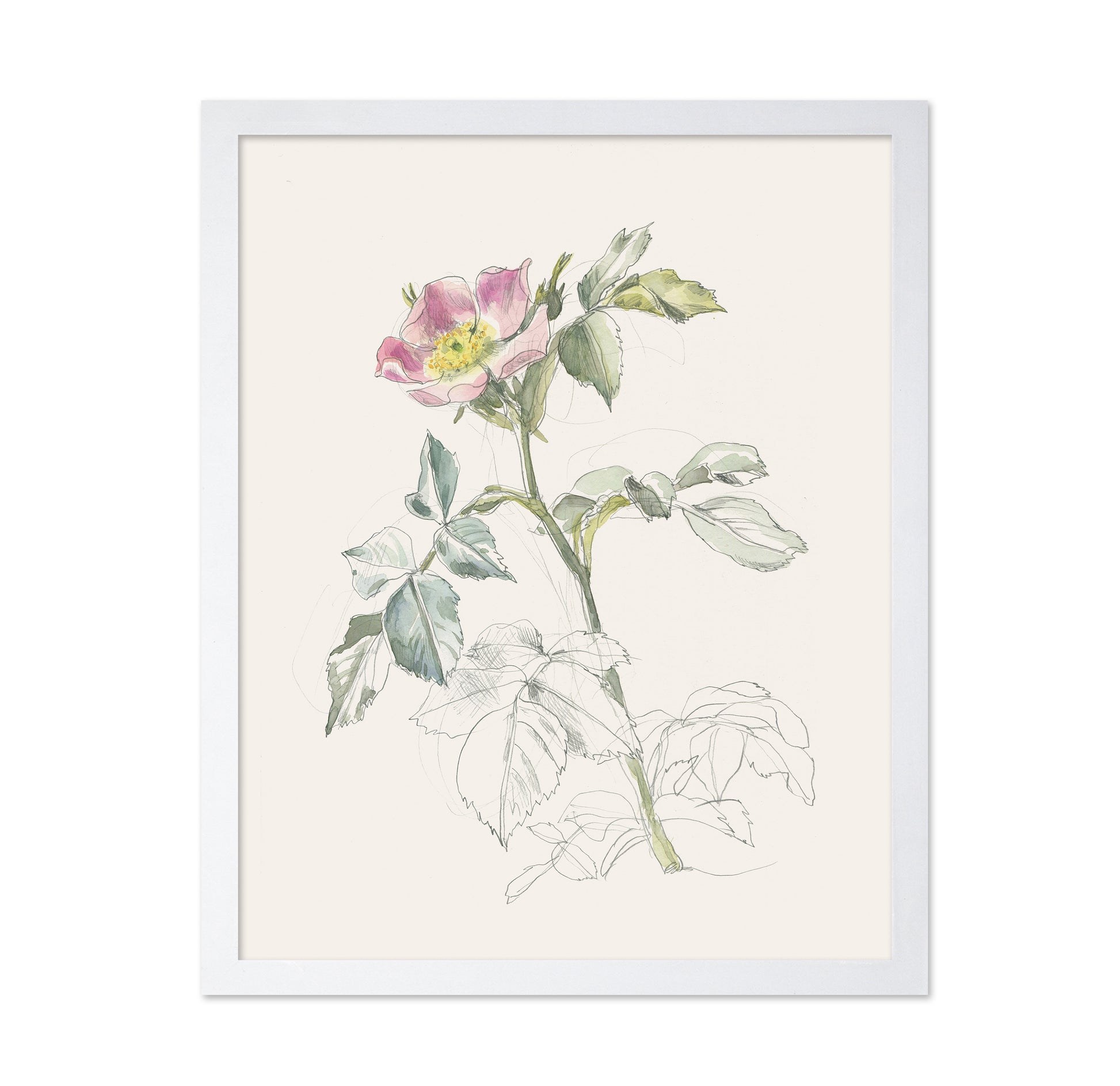 Wildrose Drawing