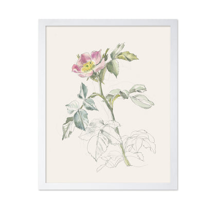 Wildrose Drawing