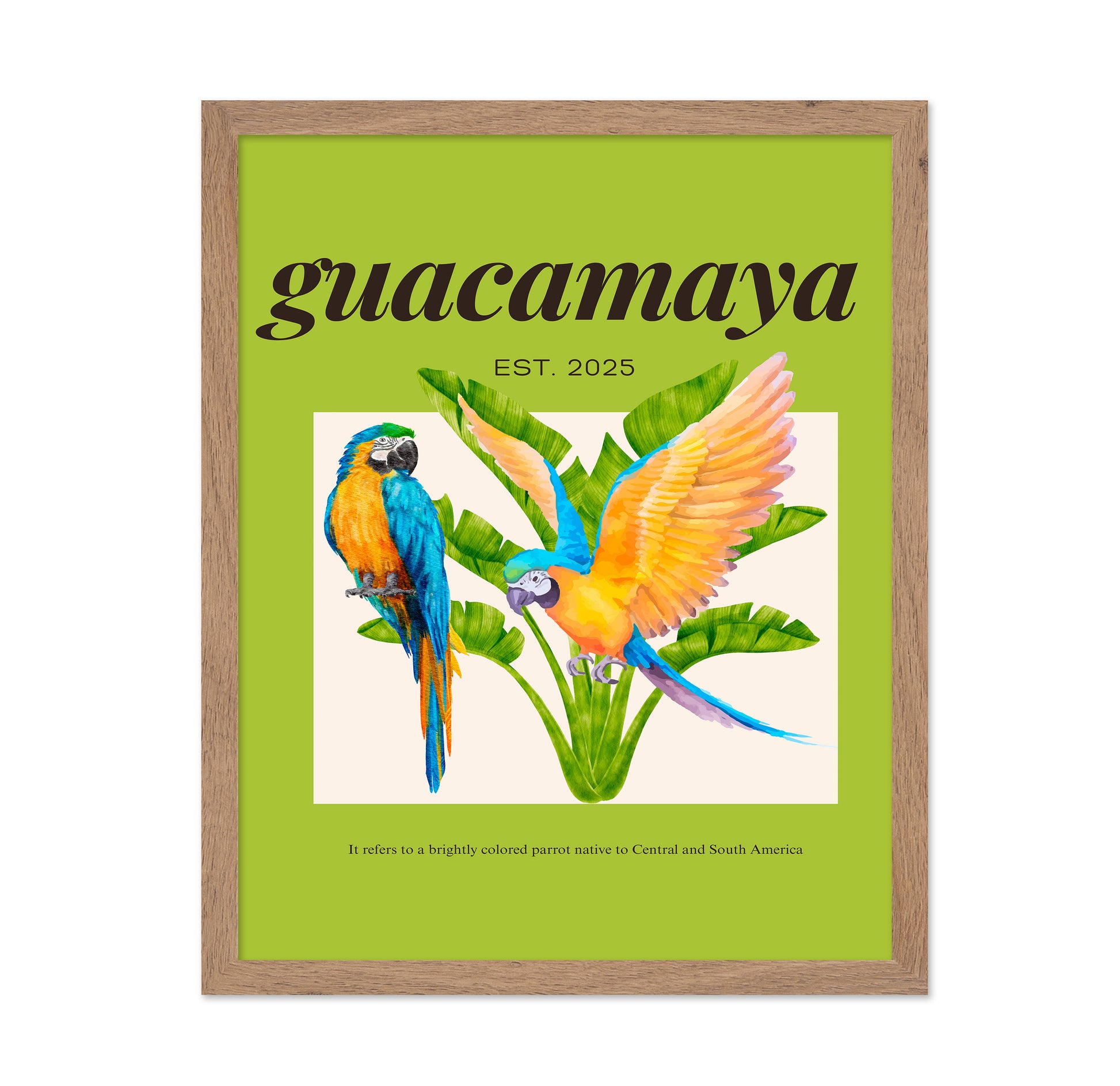 Colorful Macaw