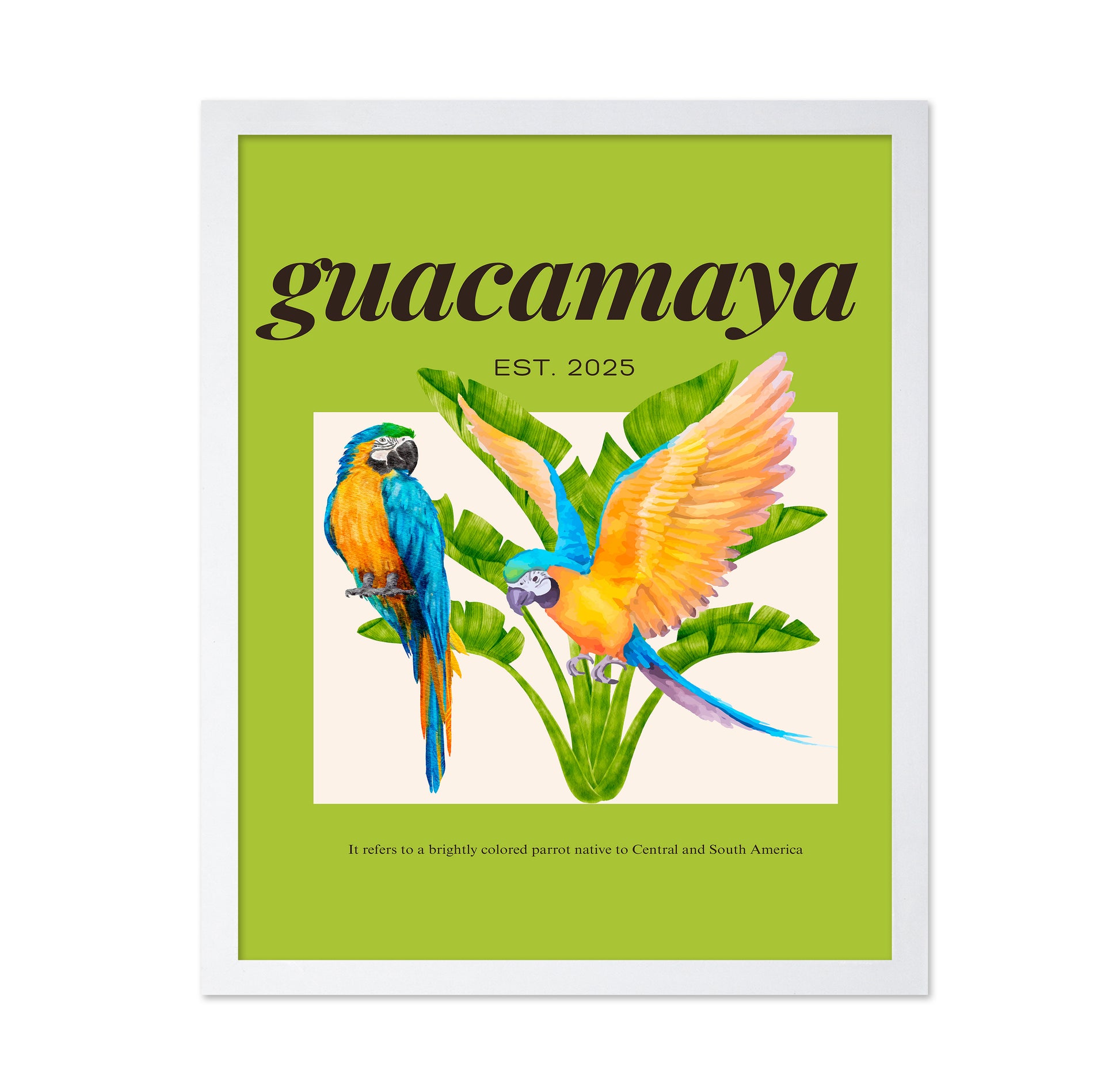 Colorful Macaw
