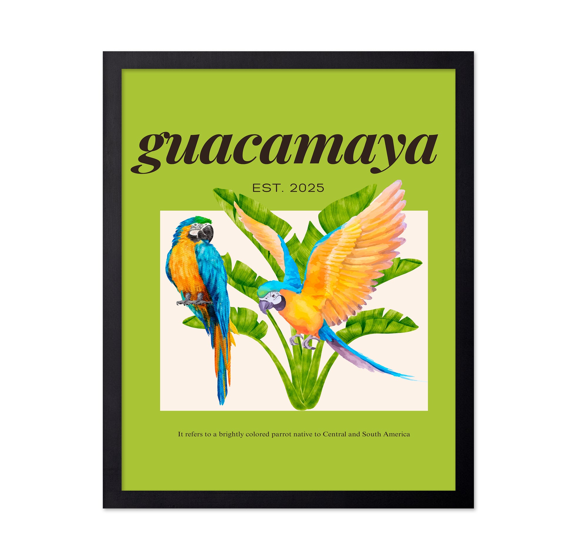 Colorful Macaw