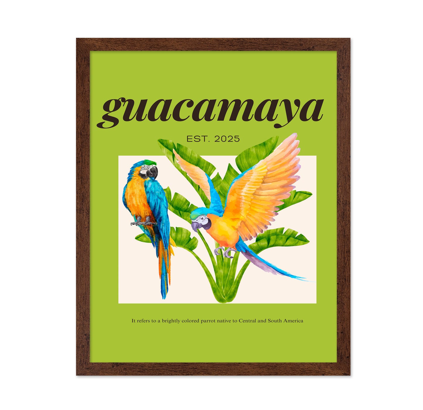 Colorful Macaw