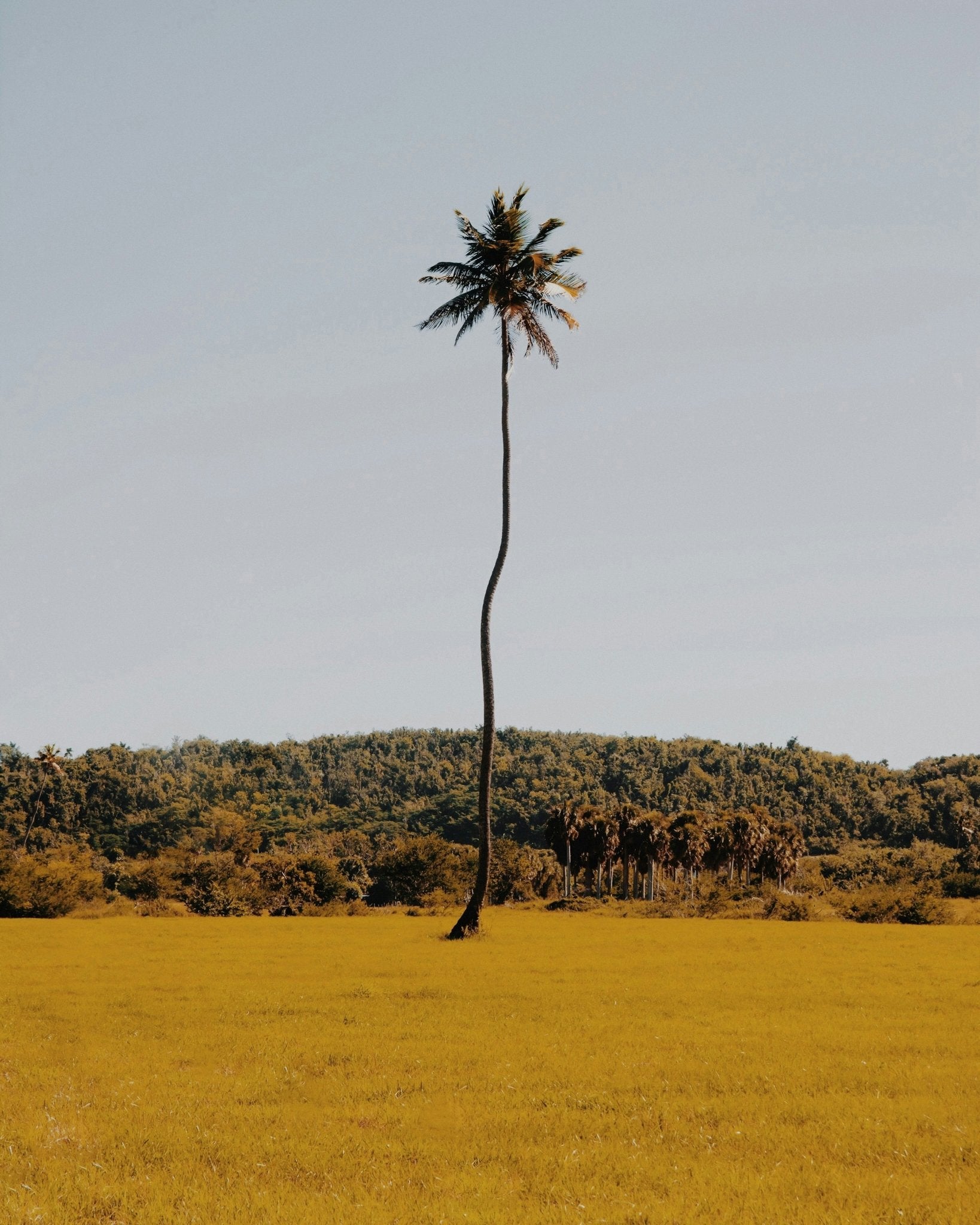 Puerto Rican Palm Tree