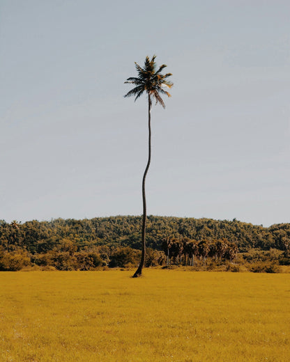 Puerto Rican Palm Tree