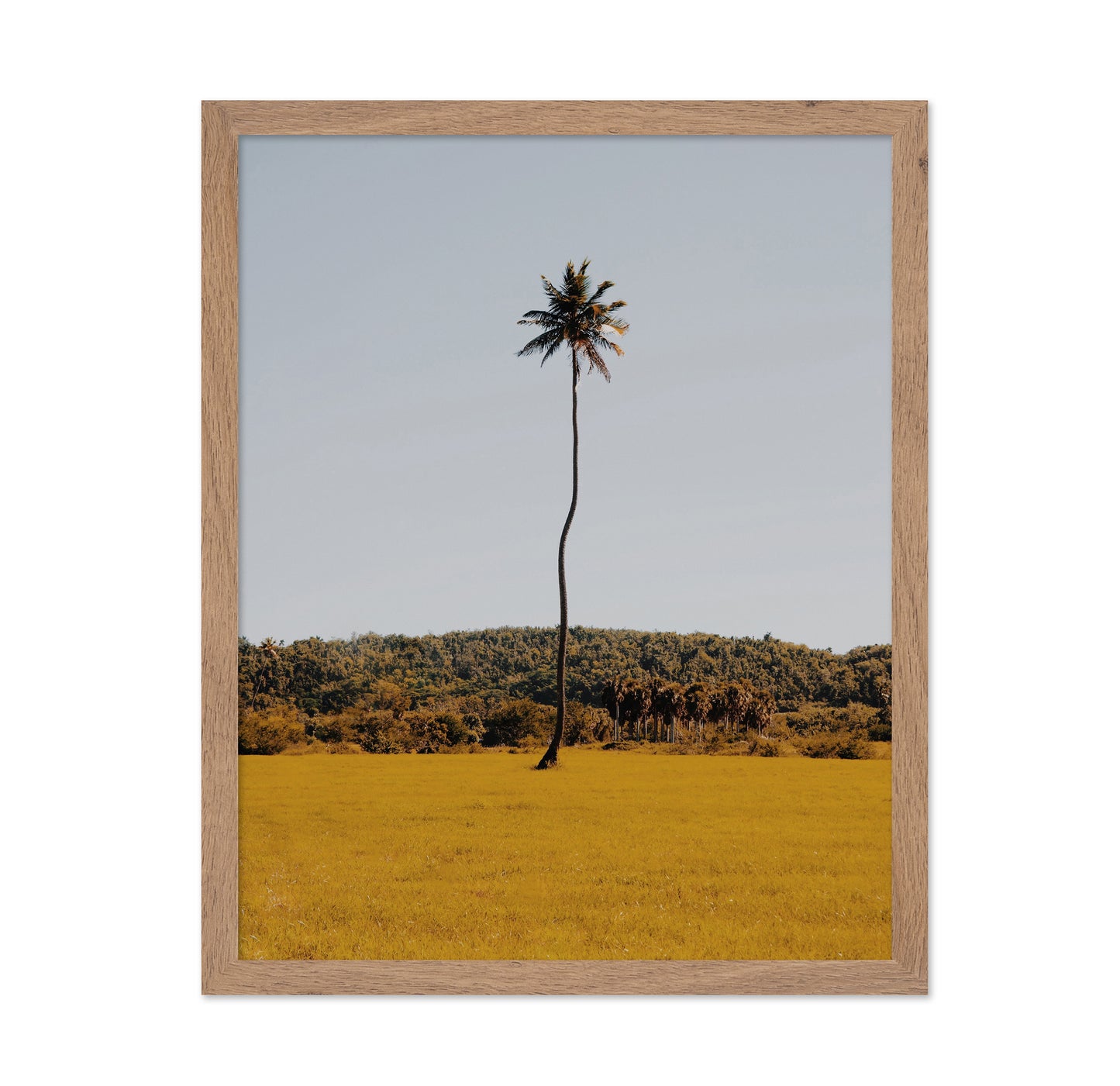 Puerto Rican Palm Tree