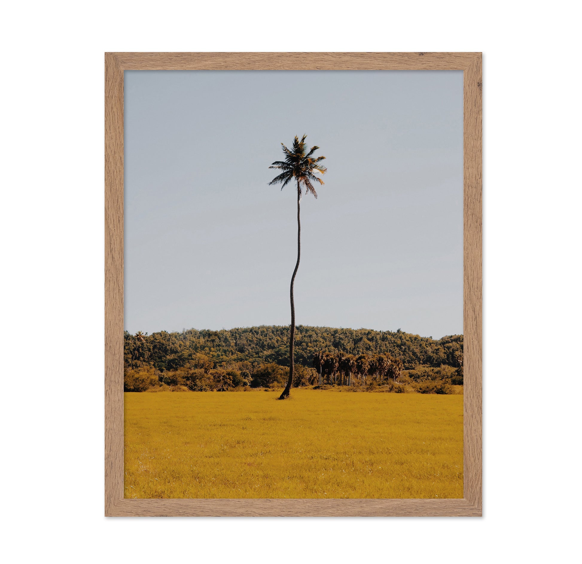 Puerto Rican Palm Tree