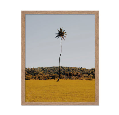 Puerto Rican Palm Tree
