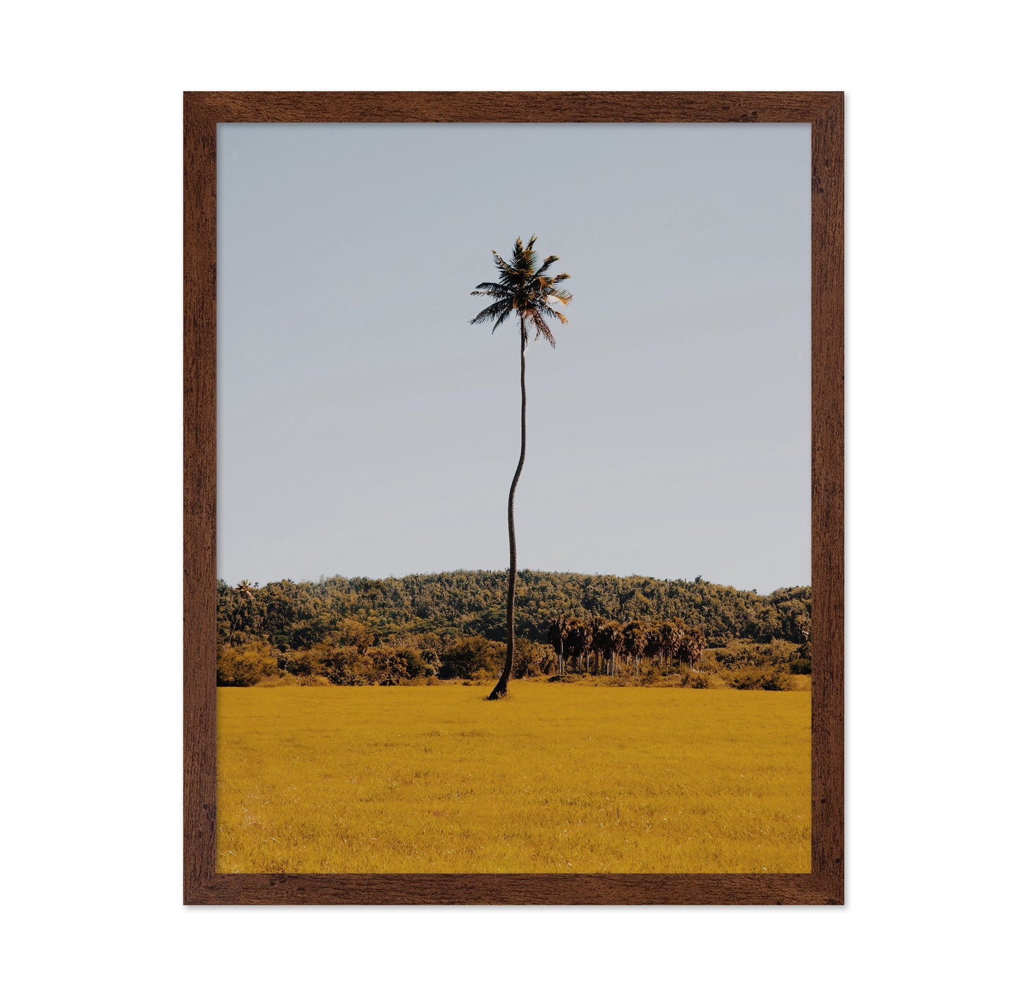 Puerto Rican Palm Tree