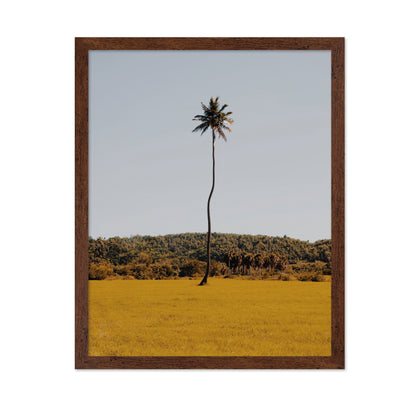 Puerto Rican Palm Tree
