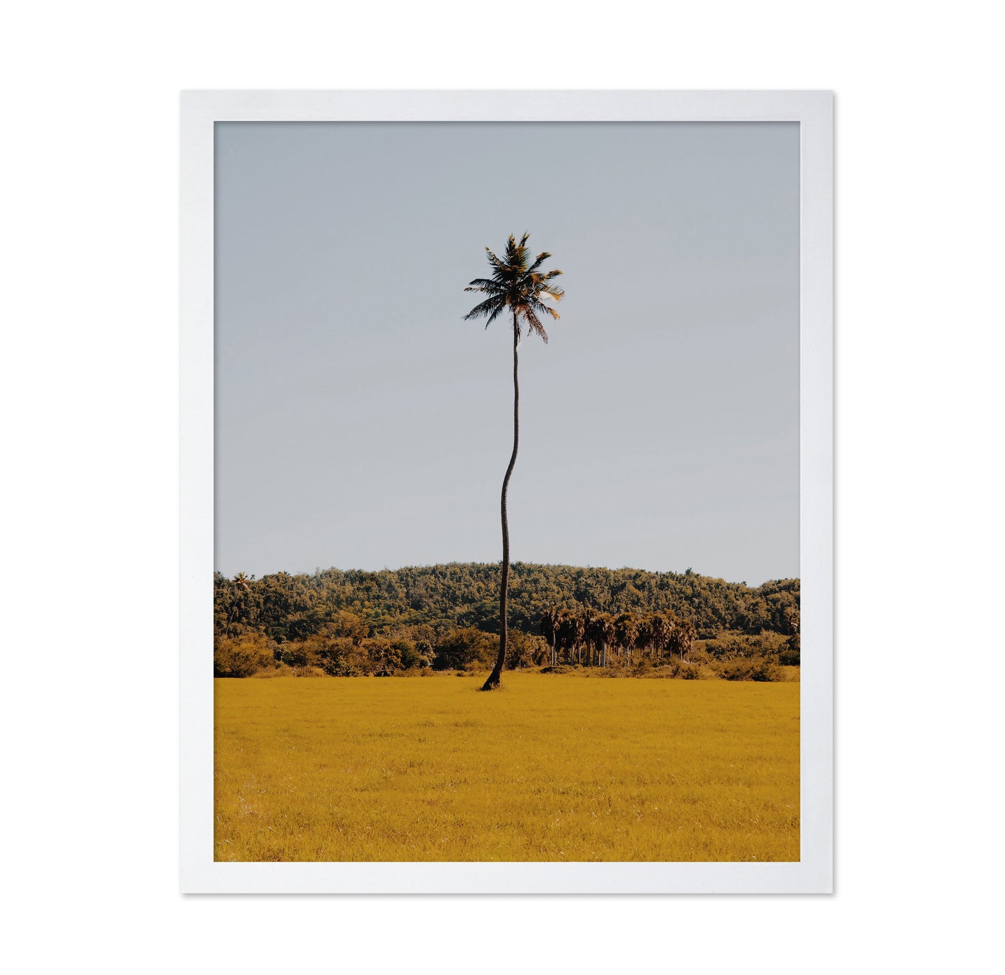 Puerto Rican Palm Tree