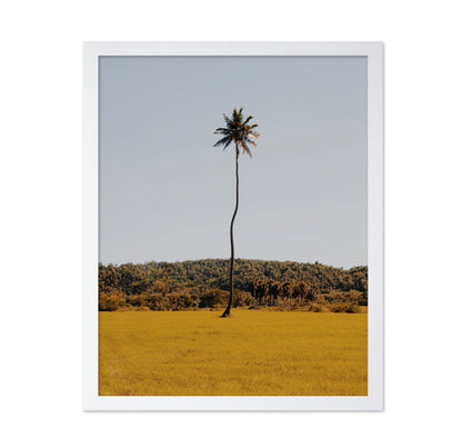 Puerto Rican Palm Tree