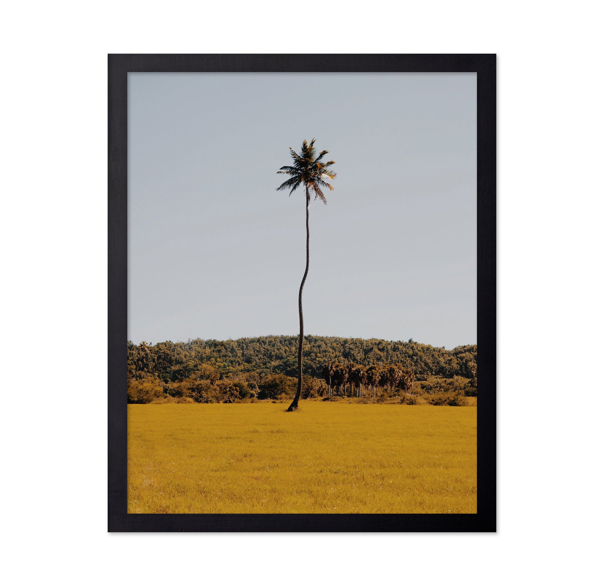 Puerto Rican Palm Tree