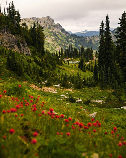 Mount Rainier Paintbrush