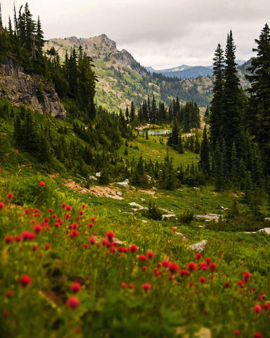 Mount Rainier Paintbrush