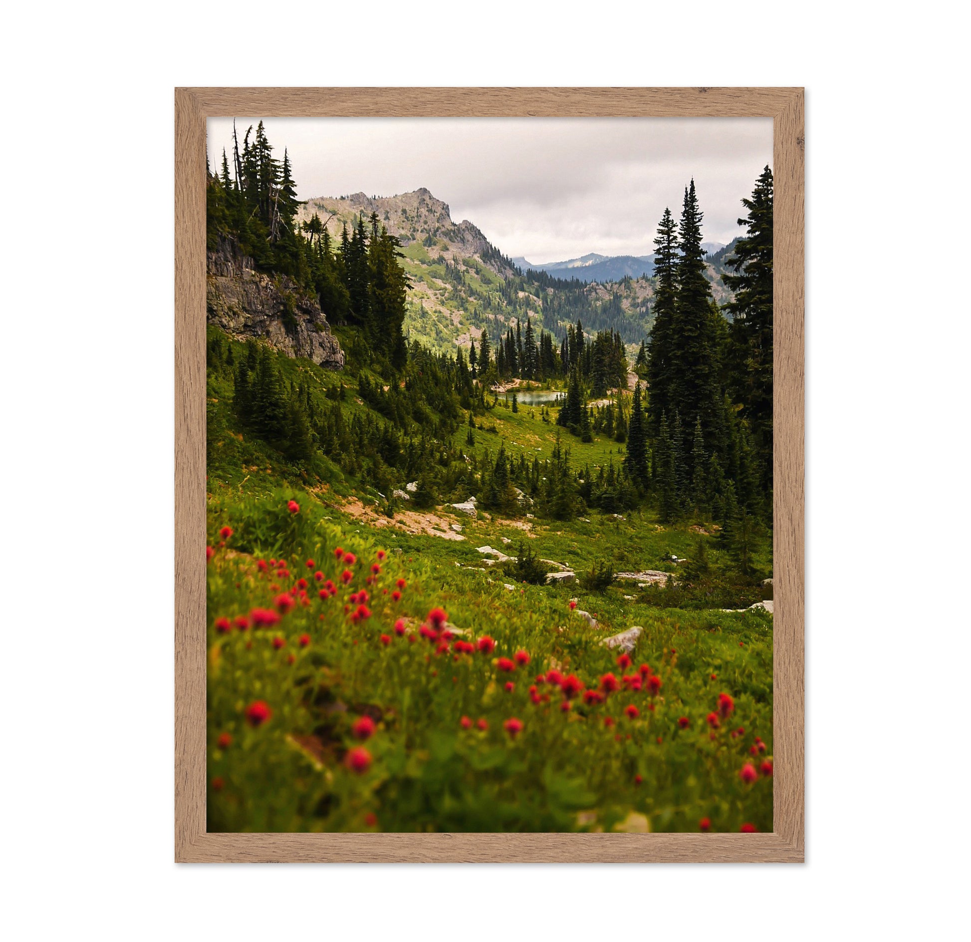 Mount Rainier Paintbrush